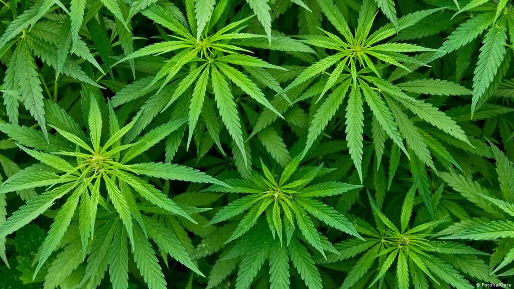 ZNANSTVENA STUDIJA POKAZALA: MARIHUANA UOPĆE NIJE BEZOPASNA, OPASNIJA JE I OD CIGARETA, A EVO ZAŠTO!