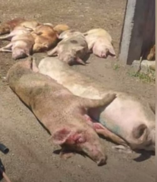 Kada nestane argumenata – Pupovac vraća priču na rat