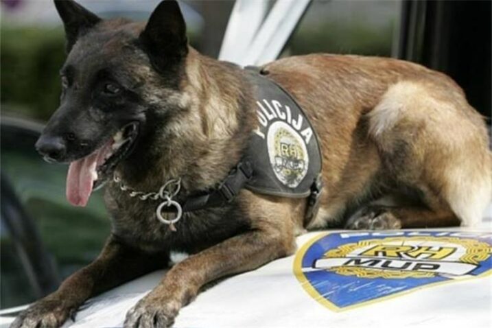 Policijski pas u autu nanjušio više od 2,1 kilograma kokaina
