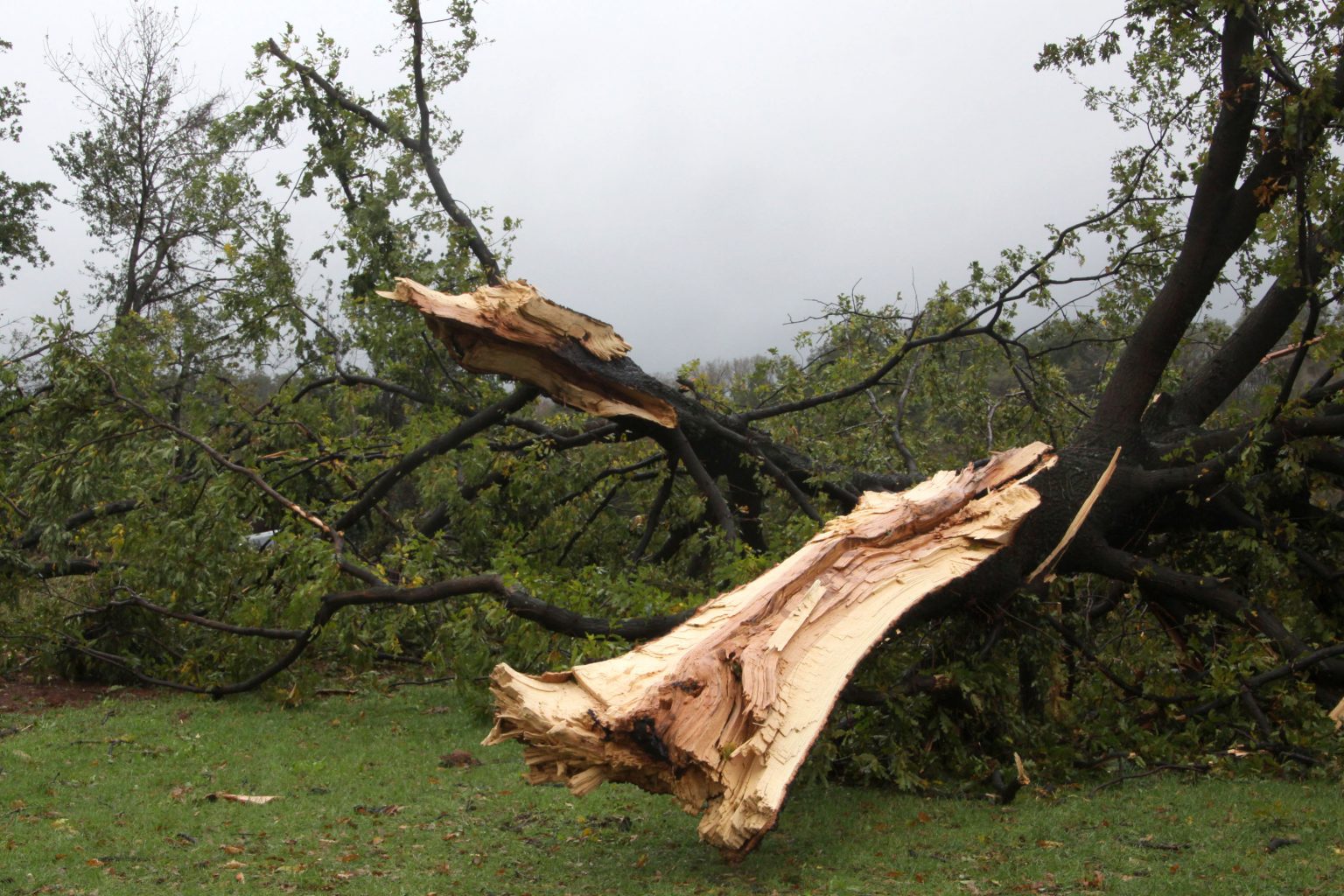 Nevrijeme poharalo Koprivnicu, vjetar rušio stabla, potopljeni podvožnjaci…