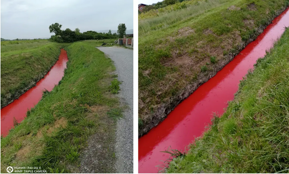 KAO IZ HOROR FILMA Krvavi potok teče u Dumovcu: 'Užasno smrdi po cijele dane'