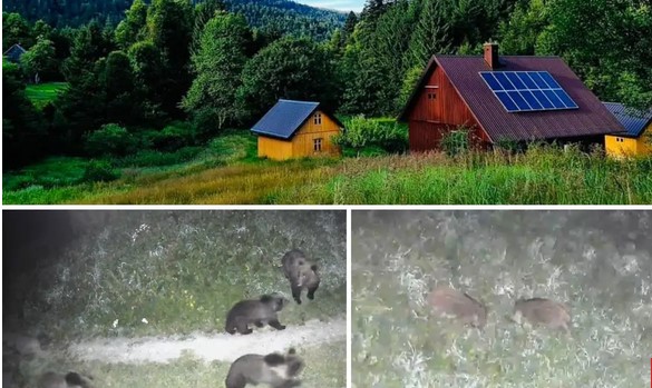 Gorski kotar: 'Medvjedi mi žive u dvorištu, jednom sam umalo stao na jednog koji je spavao'