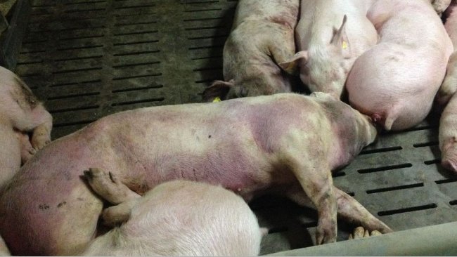 Afrička svinjska kuga ugrožava svinjogojstvo u Hrvatskoj, 22 000 malih gospodarstava u problemu