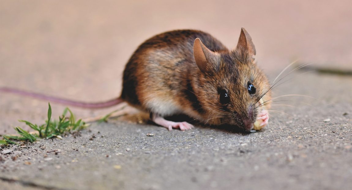 Mišja groznica hara Hrvatskom: Može izazvati zatajenje bubrega, a ovo su glavni simptomi
