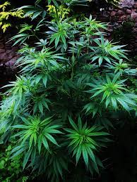 KORIŠTENJE KONOPLJE  Sabor raspravljao o legalizaciji marihuane