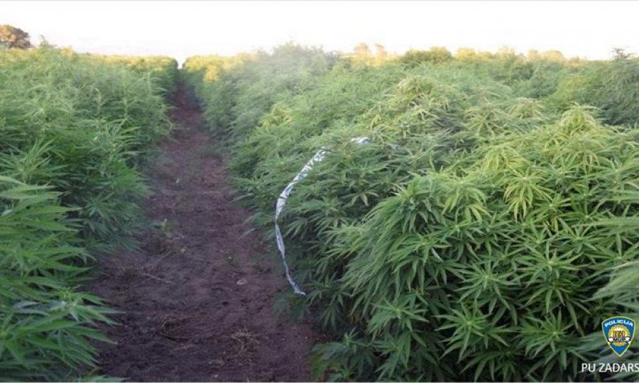 ILEGALNI UZGOJ   Kod Zadra otkrivena dosad najveća plantaža marihuane - da nije otkrivena, na tržištu bi se našlo 8,8 tona marihuane
