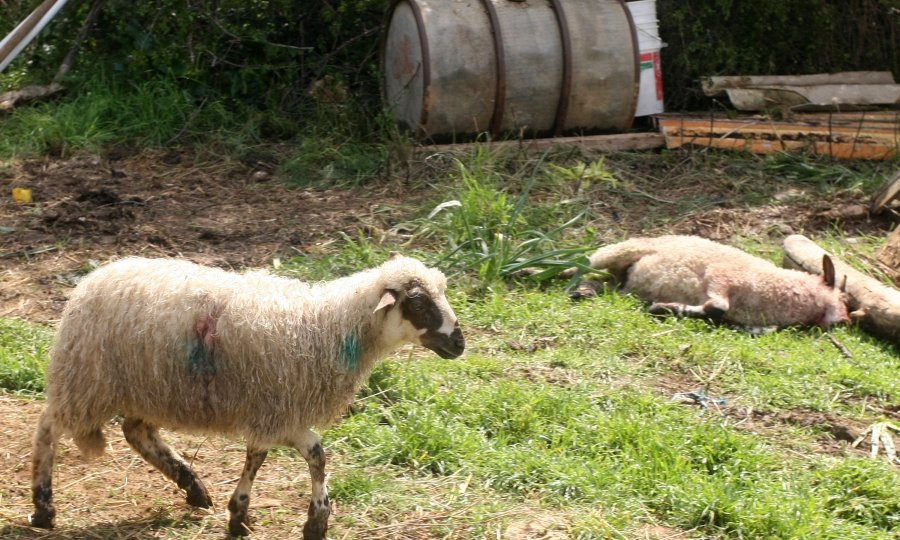 Čopor vukova u štali poklao 87 ovaca, šteta je ogromna; stočari očajni: Vuka treba ukloniti s liste ugroženih divljih životinja