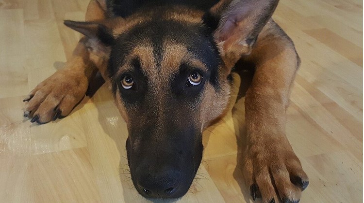 NIJE UVIJEK TAKO OČITO: Kako prepoznati da se vaš pas boji?