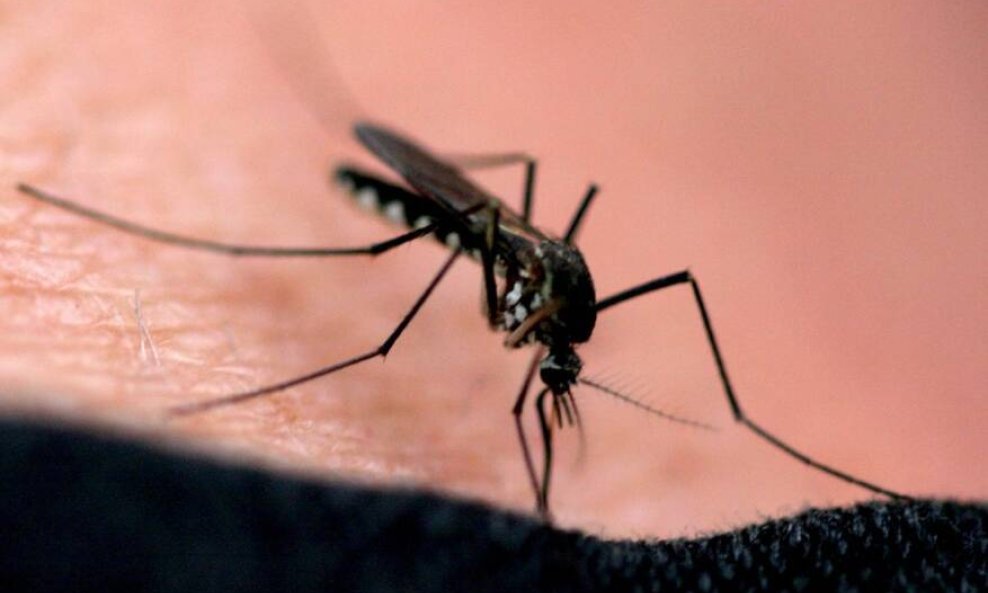 Virus zapadnog Nila