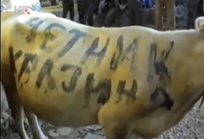 Nepoznati zločin Ratka Mladića, unakazili krave u Dalmaciji: ‘Da joj barem oko nisu iskopali’