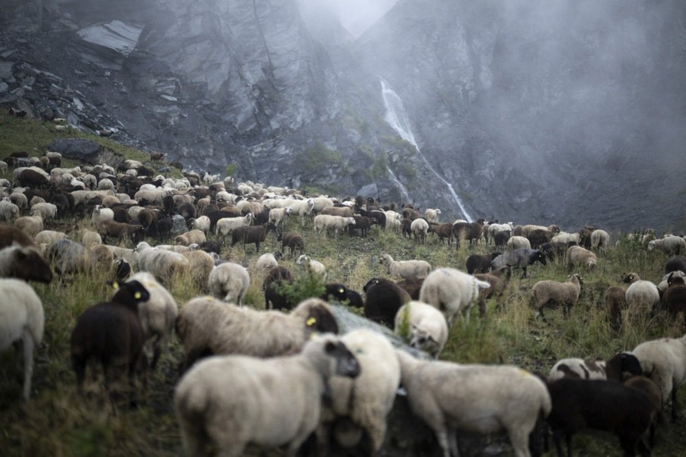 Grom ubio skoro 100 ovaca u Švicarskoj