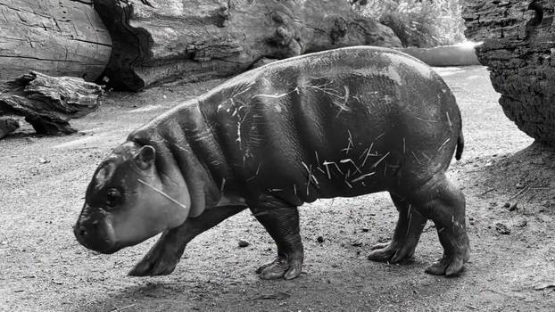 TEŠKE OPTUŽBE Animalex tvrdi: Mladunče vodenkonja utopilo se u ZOO-u zbog radova na nastambi?!