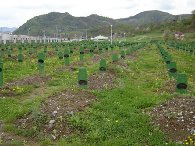 14. srpnja 1995. – Srebrenica: dan masovnih pogubljenja zarobljenika
