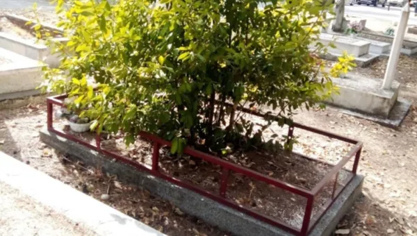 Na grobu heroja izrastao lovor: ‘Odmah smo otišli to riješiti’