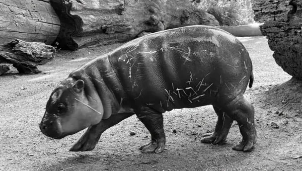 TEŠKE OPTUŽBE Animalex tvrdi: Mladunče vodenkonja utopilo se u ZOO-u zbog radova na nastambi?!